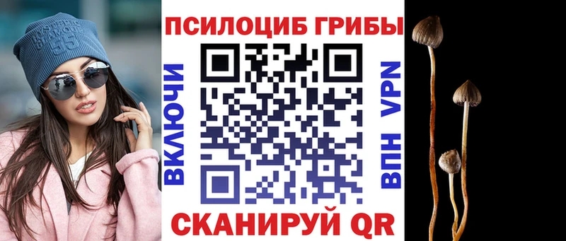 Купить где  Афипский  Псилоцибиновые грибы Psilocybe 